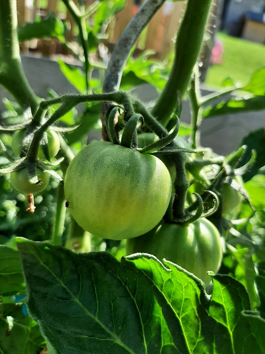 Potager